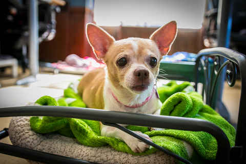Ziggy