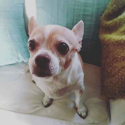 Ziggy