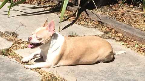 Ziggy