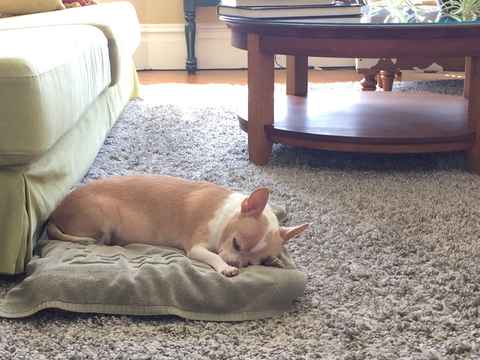 Ziggy