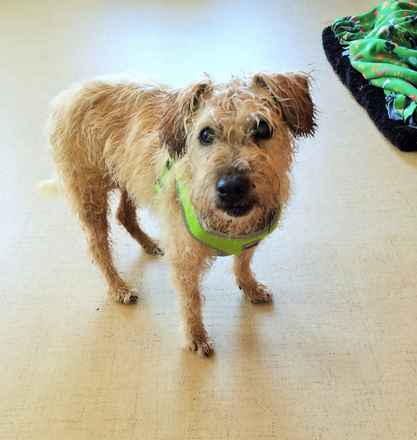Hamish