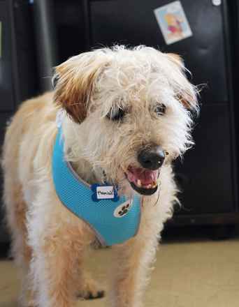 Hamish