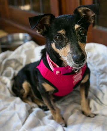 Gretchen