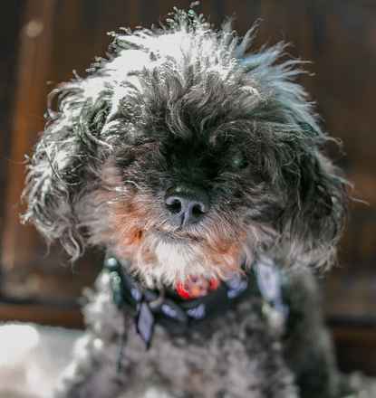 Licorice