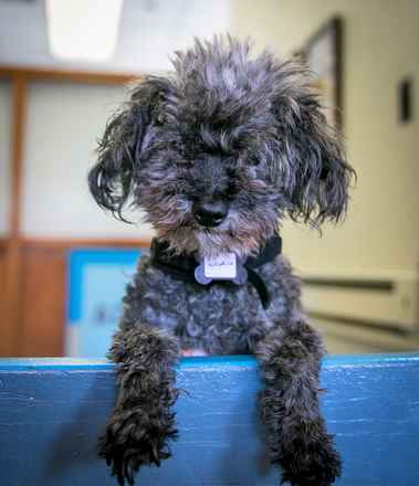 Licorice