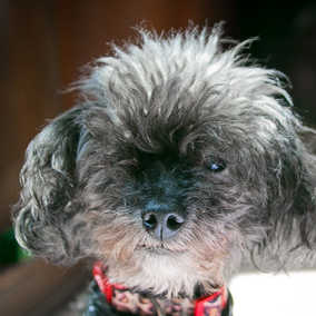 Licorice
