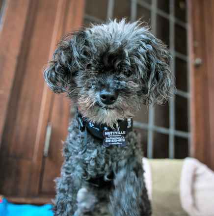 Licorice