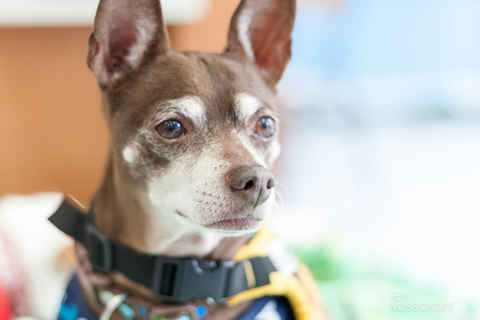 Fritz