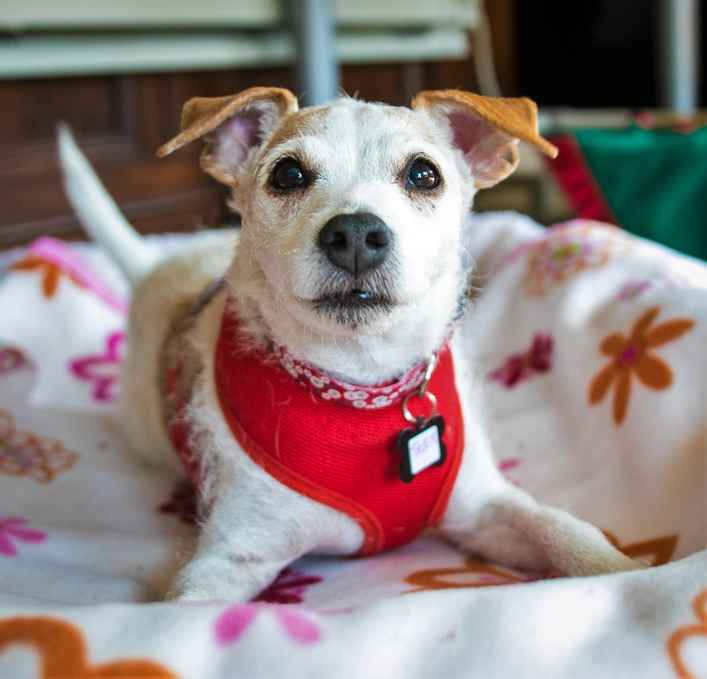 Tessie
