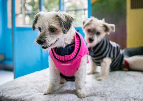 Maggie and Murphy