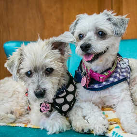 Maggie and Murphy
