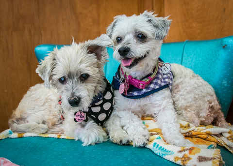 Maggie and Murphy