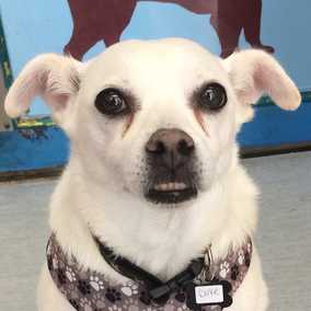 Duke