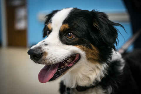 Cooper
