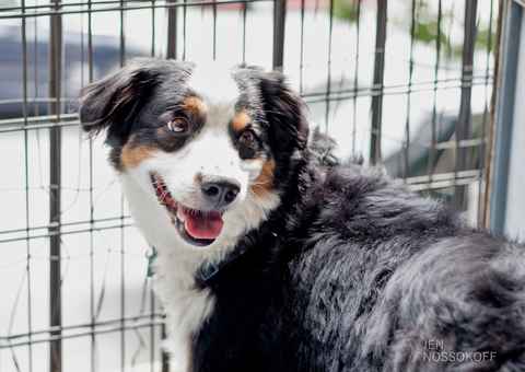 Cooper