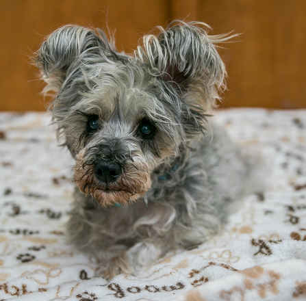 Maude