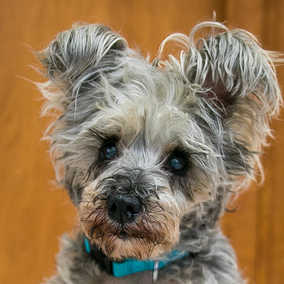 Maude