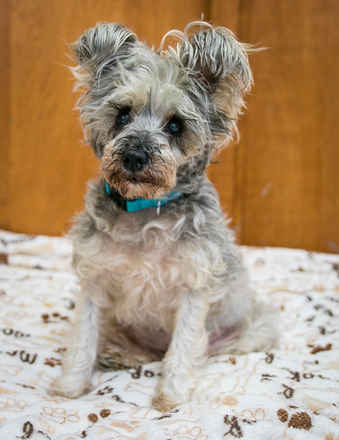 Maude