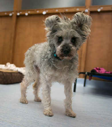 Maude