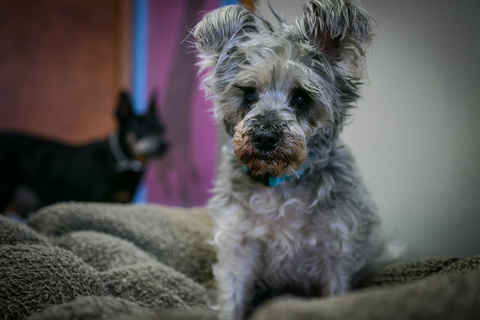 Maude