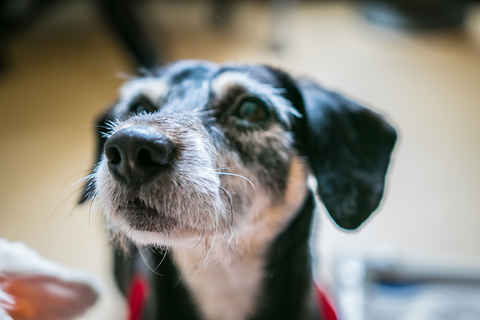 Artie