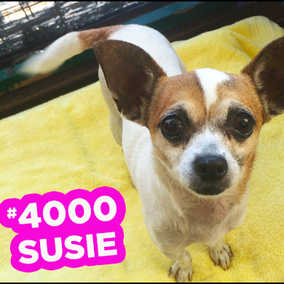 Susie
