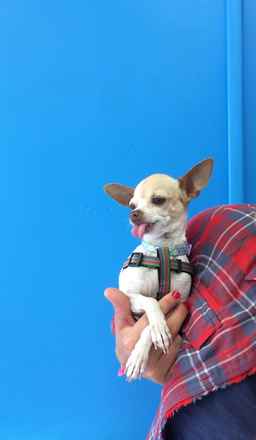 Fawny