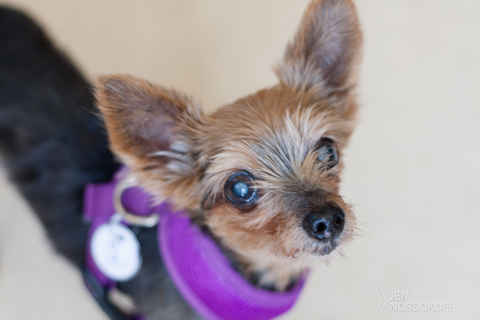 Prancer