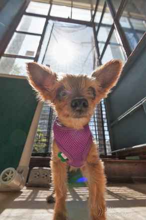 Prancer