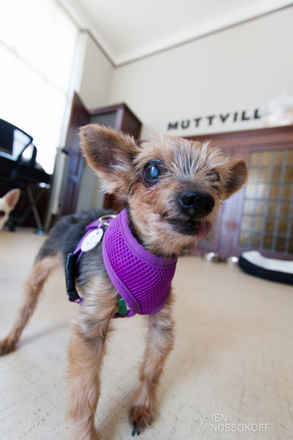 Prancer