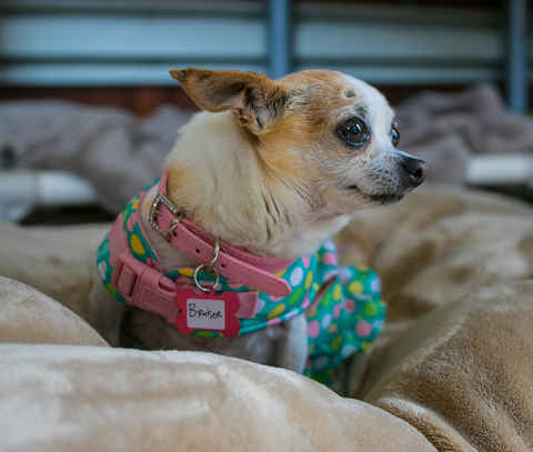 Bruiser