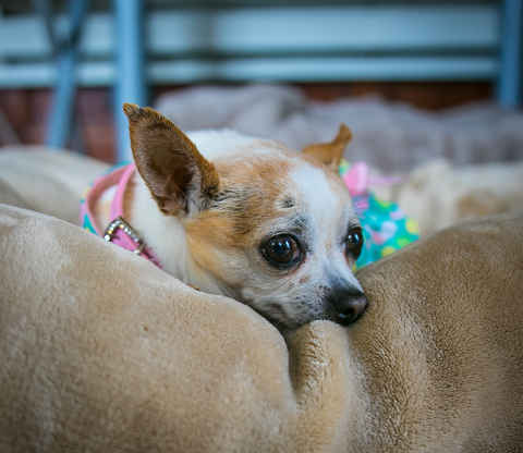 Bruiser