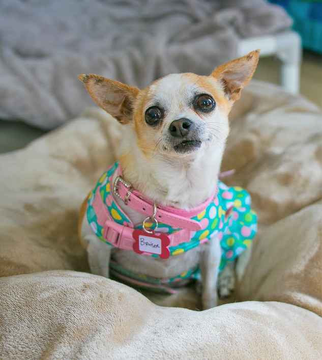 Bruiser