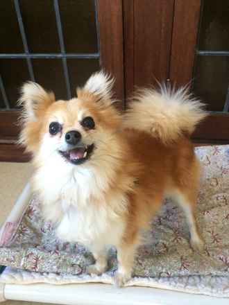 Pom Pom