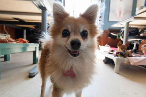 Pom Pom
