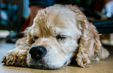 Toby