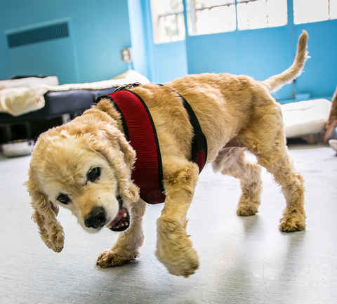 Toby