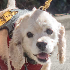 Toby