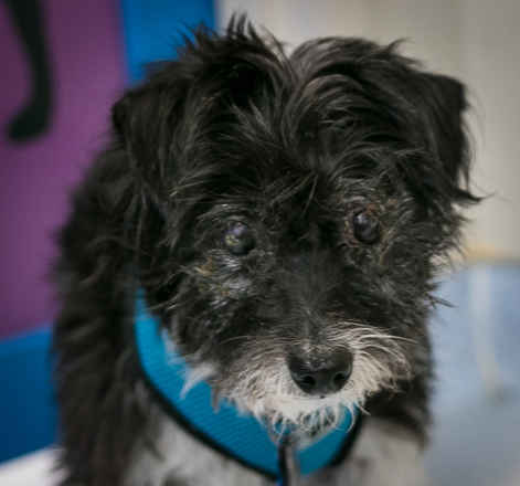 Oreo