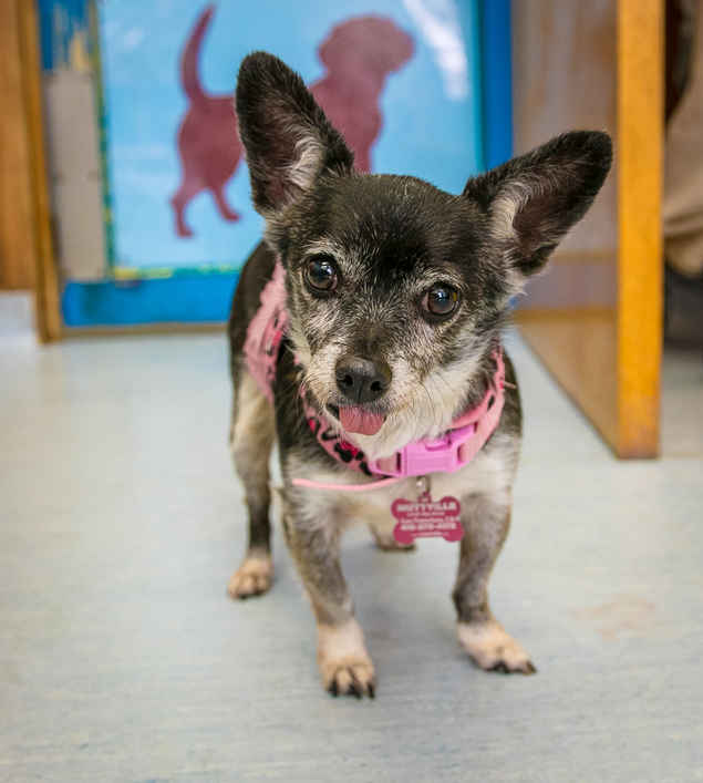 Belle