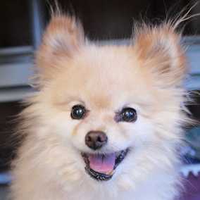 Roxy