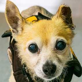 Sparky