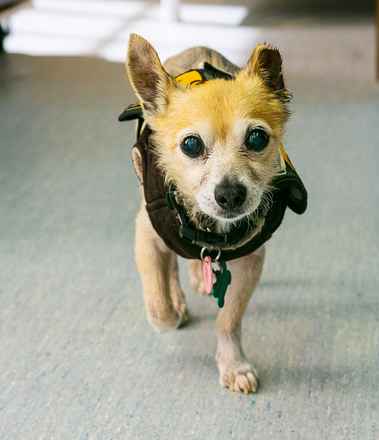 Sparky
