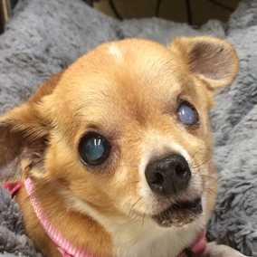 Rosie