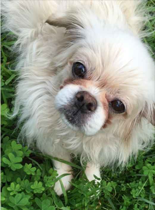 Sammy