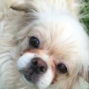 Sammy