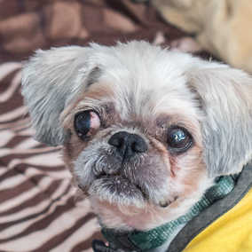 Archie