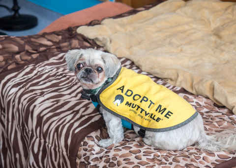 Archie