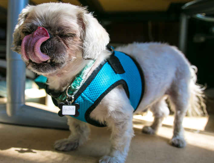 Archie