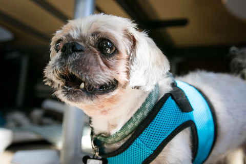 Archie